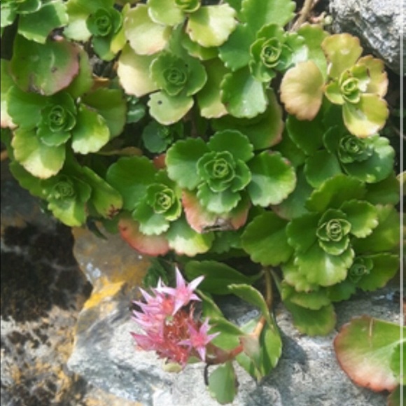 sedum stonecrop ground cover - Picture 1 of 5